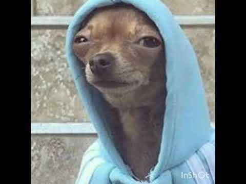 Dog in a blue hoodie LOL