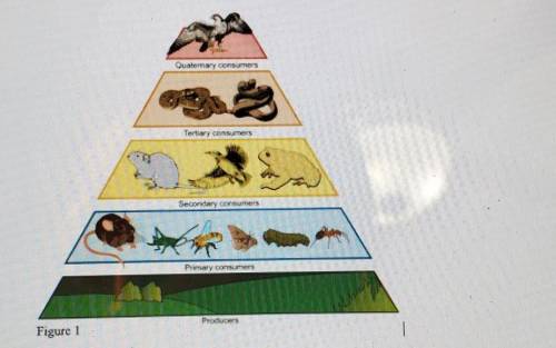 Use the photo below to answer these questions

1) what is a trophic level?2)what do energy pyramid