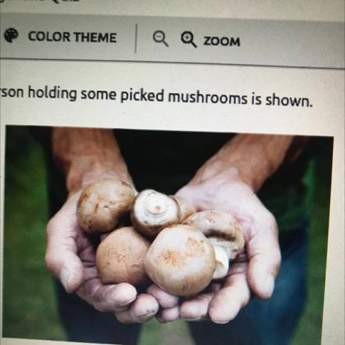 3. A picture of a person holding some picked mushrooms is shown

N
They reproduce in the same way