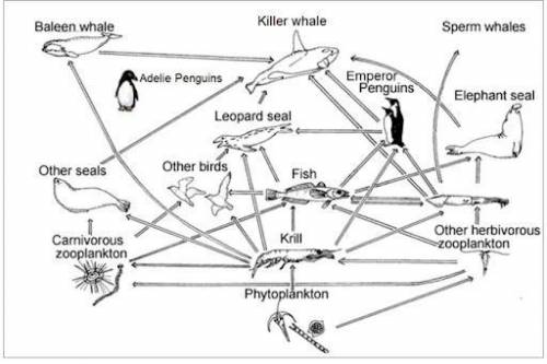 In your opinion, which individual species or small group (i.e., “other seals”) is the most crucial