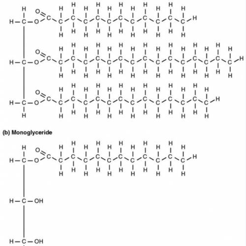 What is the structure shown in the figure?

Carbohydrates
Proteins
Lipids
Nucleic Acids
