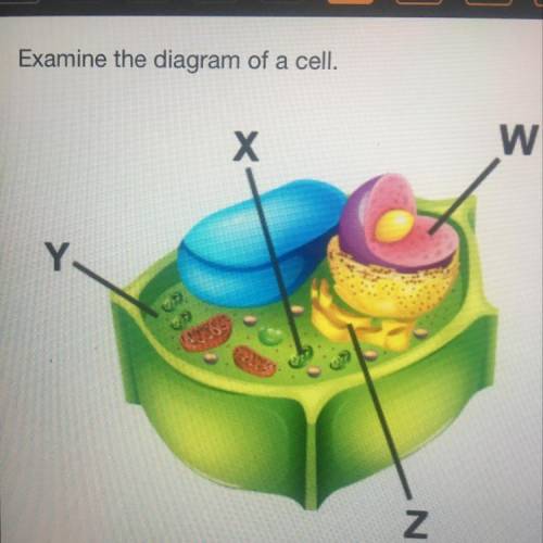 Which accurately labels the cytoplasm?
w
Х
Y
Z