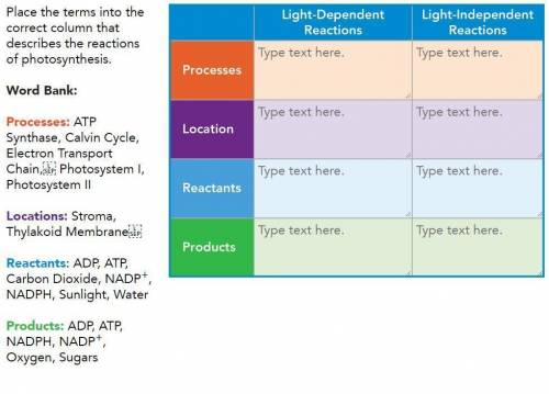 Place the terms into the correct column that describes the reactions of photosynthesis.