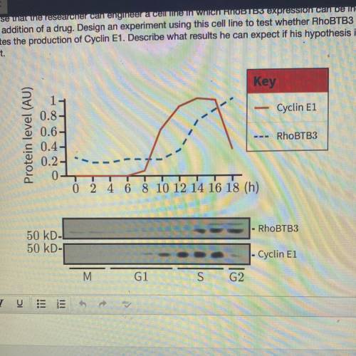 Please help!

Use the image to answer the question.
A researcher studying a line of cancer cells n