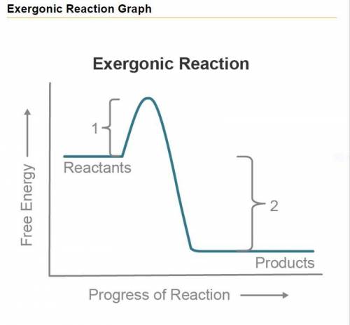 Study the graph carefully. Notice that exergonic reactions result in products of lower energy. This