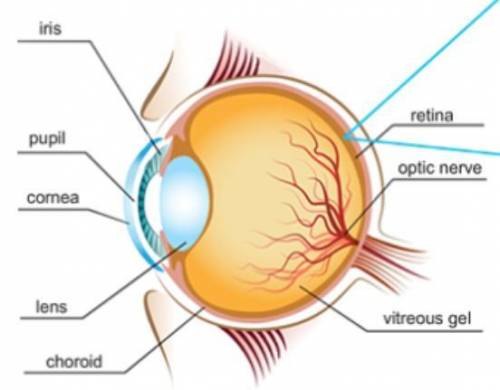 Where are the photoreceptors located inside a human eye?

 The photorecoptors are located i