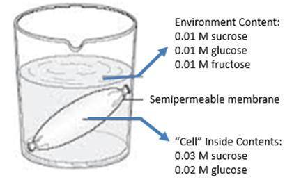 A. Describe how the following materials will move in the picture above:

i. Sucrose-
ii. Glucose-