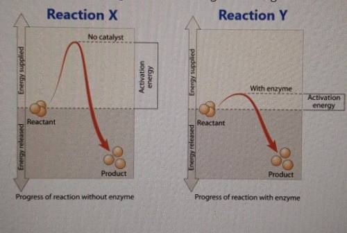 Analyze the diagram below. Which of the following is true according to the diagram?

A- reaction Y