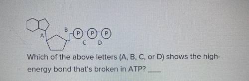 Which of the above letters (A,B,C, or D) shows the high-energy bond that’s broken in ATP??
