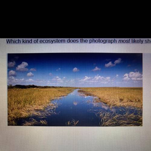 Which kind of ecosystem does the photograph most likely show?

A. Lake
B. River
C. Marsh
D. Swamp