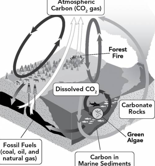 Francine is developing a model of the carbon cycle, which involves the movement of carbon among var