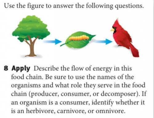 Help!

Describe the flow of energy in this food chain. Be sure to use the names of the organisms a