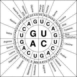 Given these codons, use the Genetic Code Wheel provided to determine the amino acids.

GCG-UUU
a.