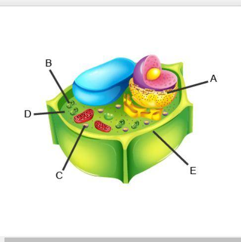 Identify the labeled structures.
A: 
B: 
C: 
D: 
E: