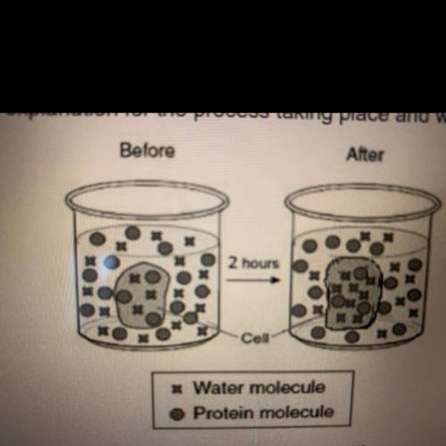 2. (B.2C.3) The diagram illustrates what happens to a cell placed in a protein solution. What is th