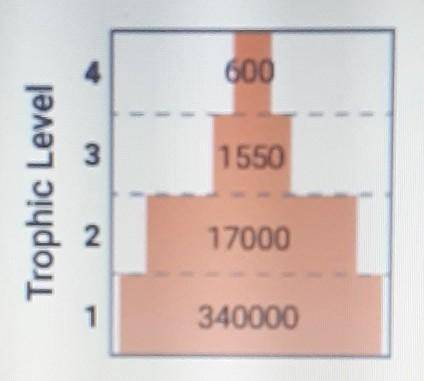 Which number in the diagram represents the primary consumers in a mangrove swamp?

A. 4B. 3C. 1D.