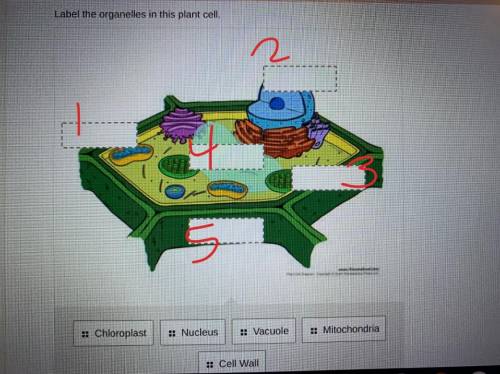 Please help!! I have to label the organelles in this cell plant!