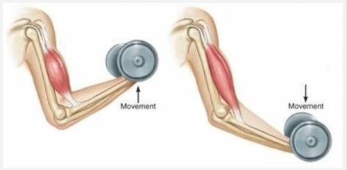 Describe the process of isotonic contraction of the bicep muscle. Include these in explanation: FLE
