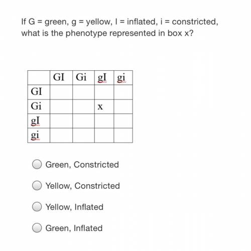 If G = green, g = yellow, I = inflated, i = constricted, what is the phenotype represented in box x