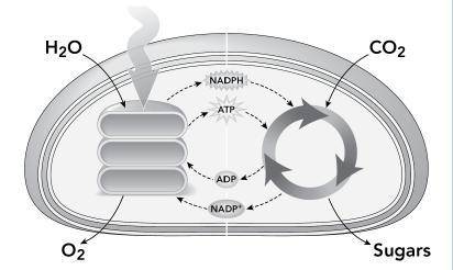 In a key or legend for the model, how should you describe the roles of NADPH and ATP in the light-i