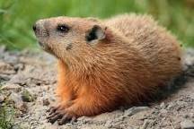 WILL GIVE BRAINLIEST IF CORRECT

how much wood could a woodchuck chuck if a woodchuck could chuck