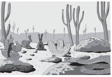 The illustration below shows some of the interacting components of a desert. Which statement best d