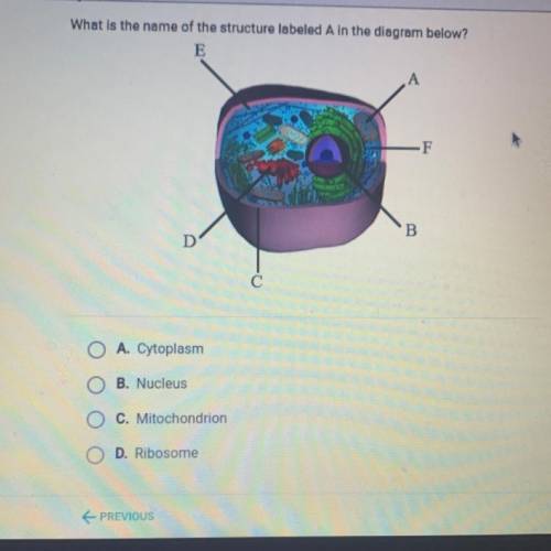 What is the name of the structure labeled A in the diagram below?

A
F
B
D
O A. Cytoplasm
OB. Nucl
