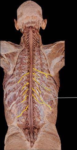The highlighted structures innervate which of the following?

superficial muscles of neck
deep mus