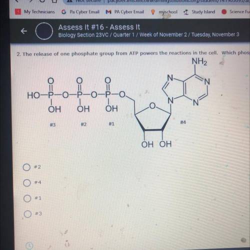 the release of.one phosphate group from ATP powers the reactions in the cell. Which phosphate is th
