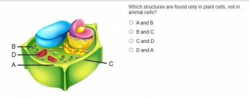 Which structures are found only in plant cells, not in animal cells?