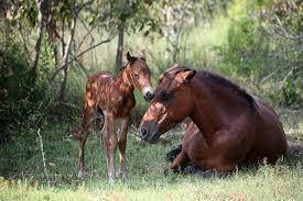 sadly everyone the one foal didnt make it but here is the other one with her mother. if you didnt s