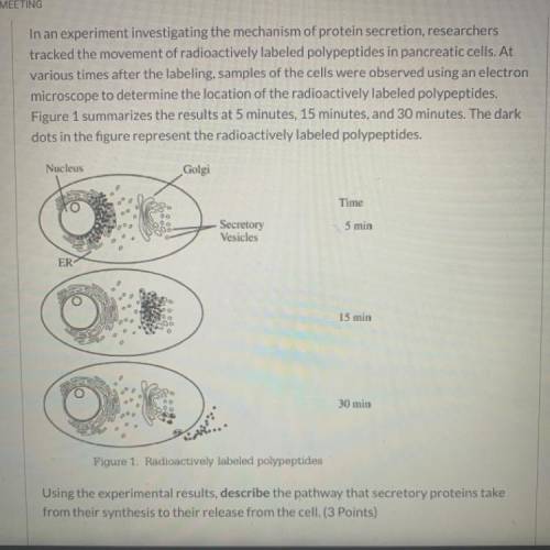 In an experiment investigating the mechanism of protein secretion, researchers
tracked