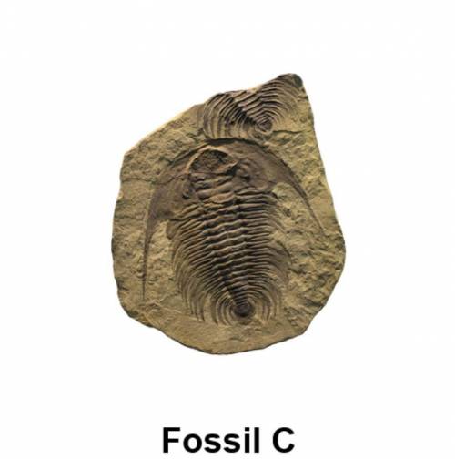 Points and an easy question. 
What organism is in this fossil?