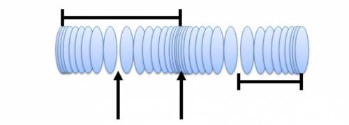 The diagram below shows a longitudinal wave at one instant in its motion. Each oval represents a pa