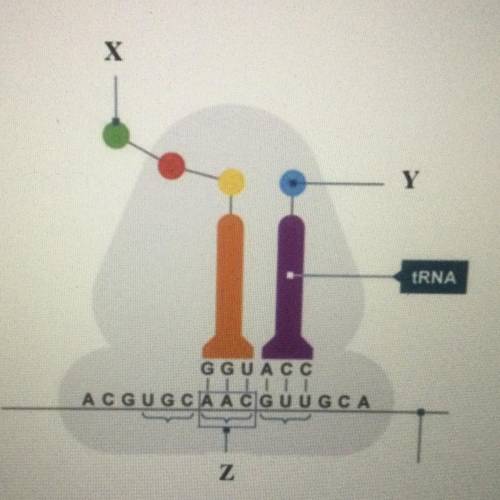Identify the structure labeled X in the diagram

Amino acid
rRNA
Codon
Anticodon