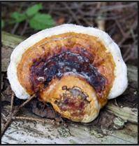 Identify the organism from the fungus kingdom.