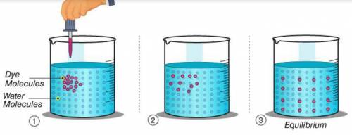 What is the name of the process shown in the above picture?

A intercellular communication 
B meio