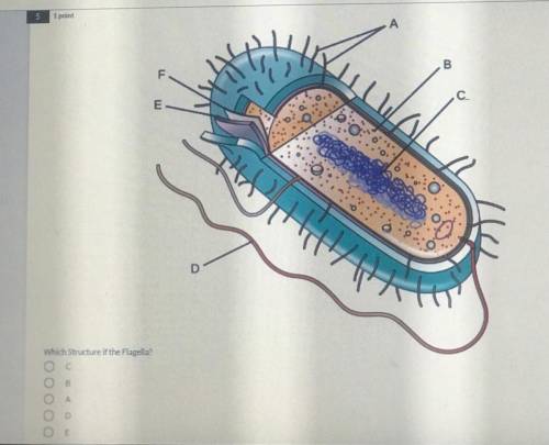 Which Structure if the Flagella?