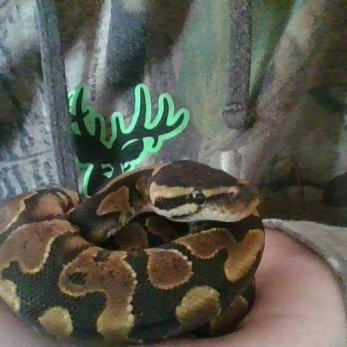 PHIENOX THE SNAKE IS THE BEST