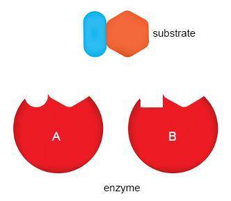 The normal shape of an enzyme is as shown in structure A. If the enzyme’s shape changes to that sho