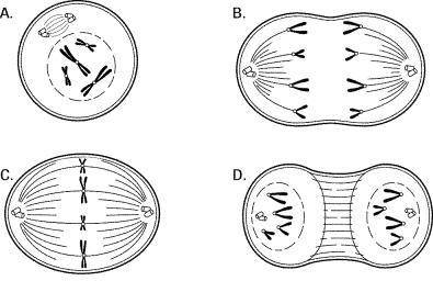 Name the steps of mitosis illustrated in Diagrams A-D