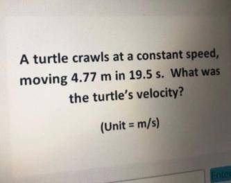 What's the turtle's velocity??