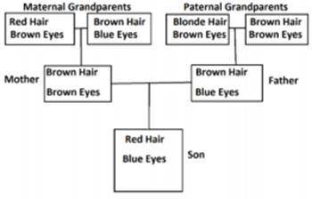 Which of the following explains why the son has red hair when both of his parents have brown hair?
