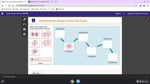 Match each image to the correct cell of the cell cycle I will mark brainiest