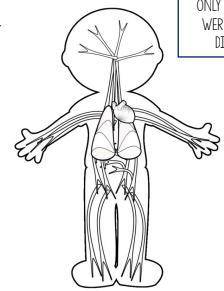 The body system pictured is primarily responsible for-

protecting and defending the body against