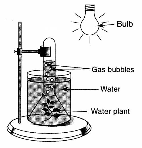 Use the following diagram to answer the question:

The gas released in this investigation is
hydro
