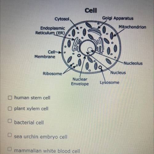 a cell model is shown. students were instructed to review the types and number of structures that a