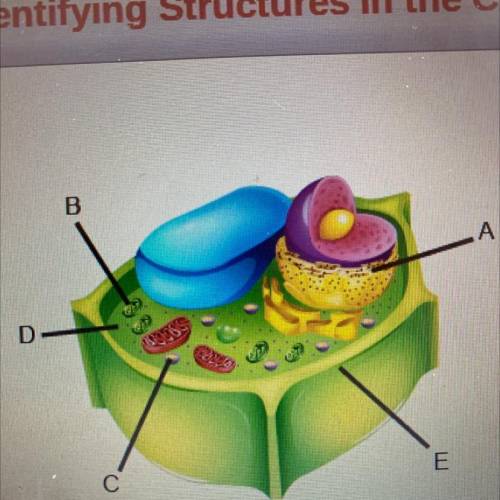 Identify the labeled structures.

A:
B:
C:
D:
A
E: 
lables: cell wall, chloroplast, cytoplasm, end