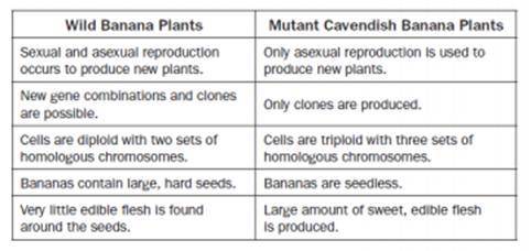 Today, the common type of banana we eat is a Cavendish banana. They arose from chance mutants that