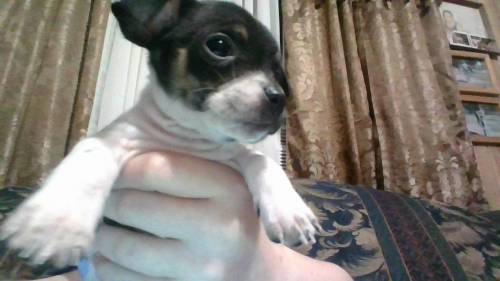 Who wanna see my new puppy?

Ive been asking for one and I finnally got one hes so cuuttee
:)) asl